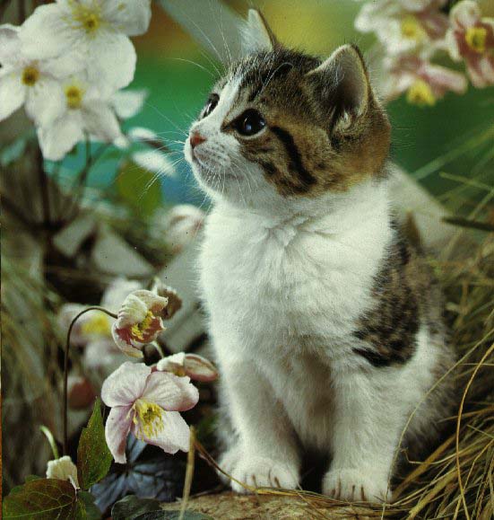 cat