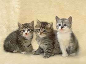 cat001