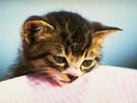 cat005