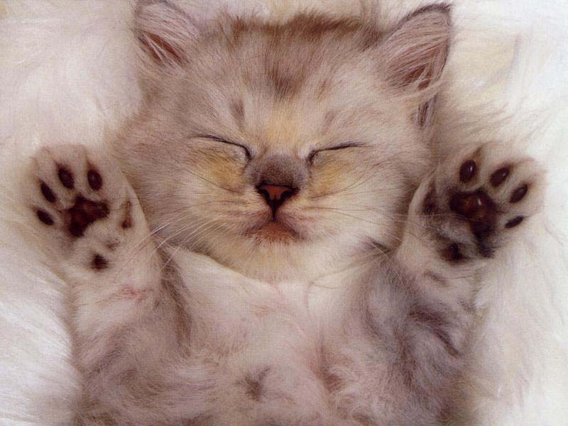 kitty-10
