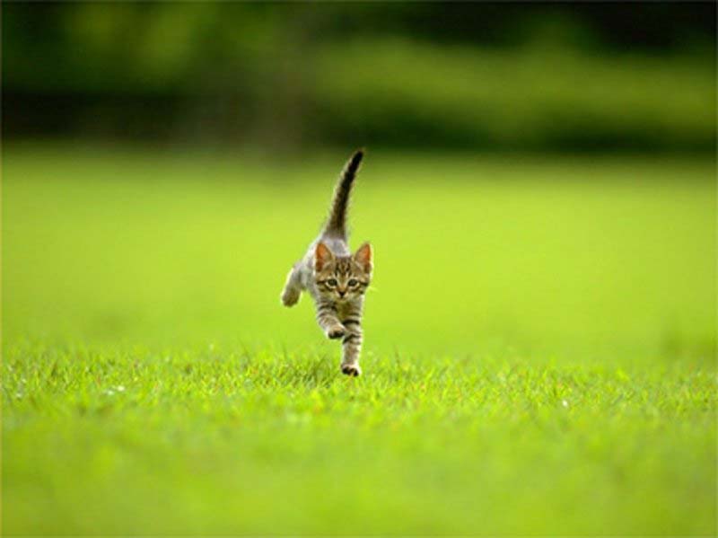 runkitty1