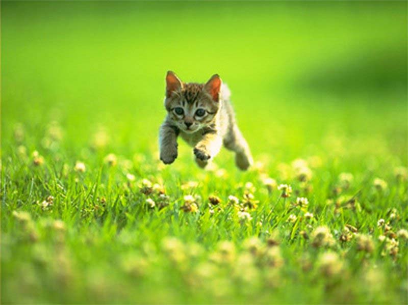 runkitty2