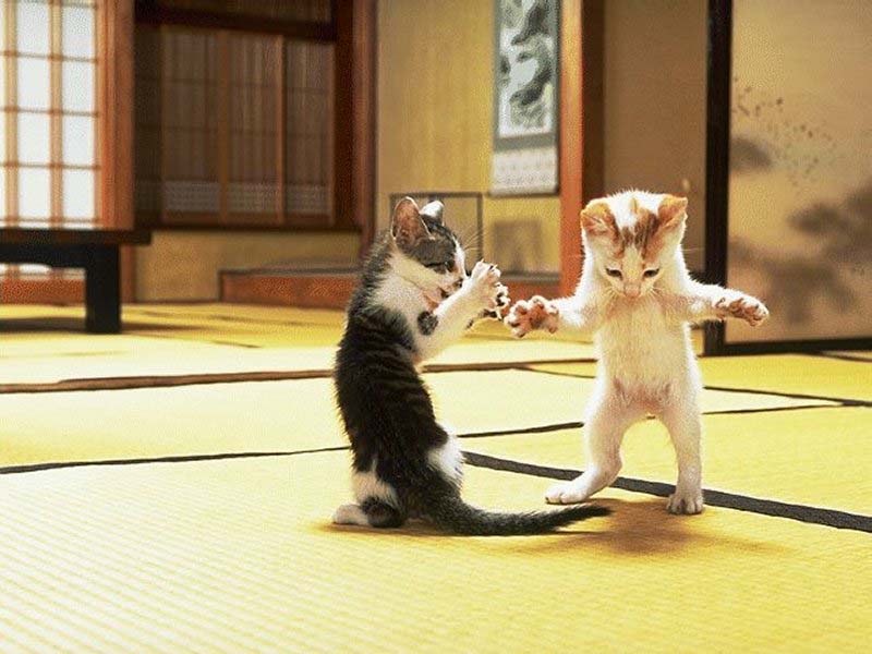 standkitties