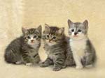 cat001