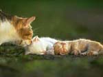 cat002