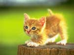 cat003
