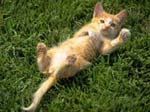 cat004