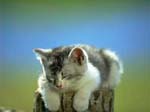cat007