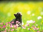 cat139