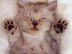 kitty-10