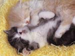 kitty-4