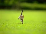 runkitty1
