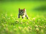 runkitty2