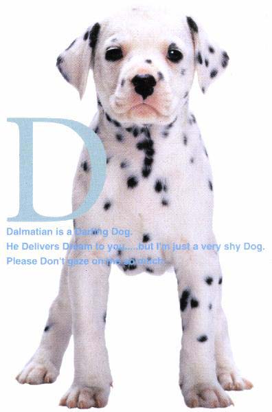 dalmation