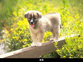 dog01