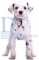 dalmation
