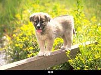 dog01