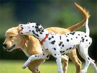 dog03