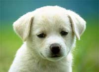dog08