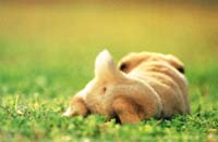 dogpet